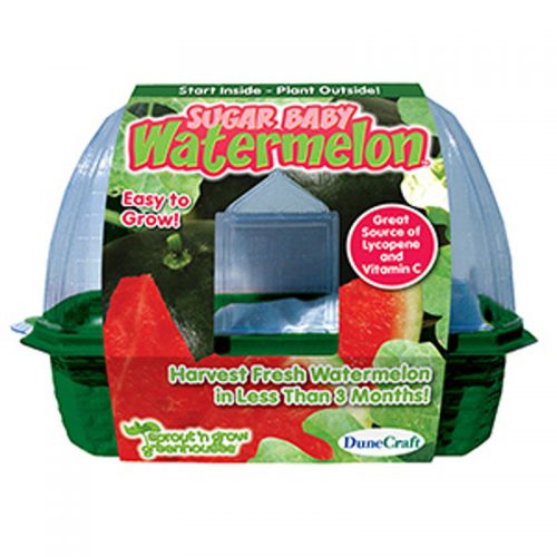 GROW YOUR OWN SUGAR BABY WATERMELON